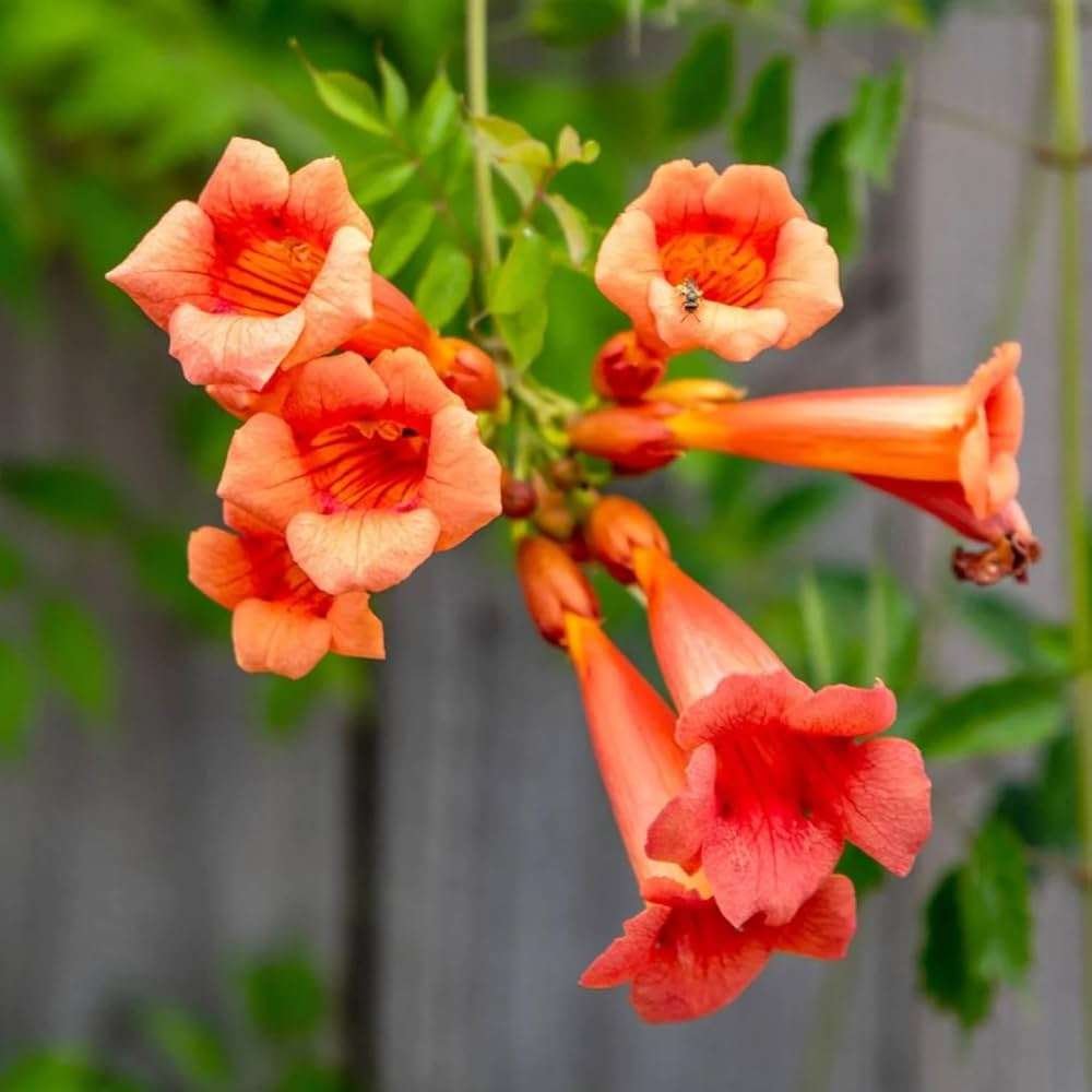 Trumpet Vine (Campsis radicans)